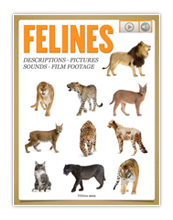 Felines